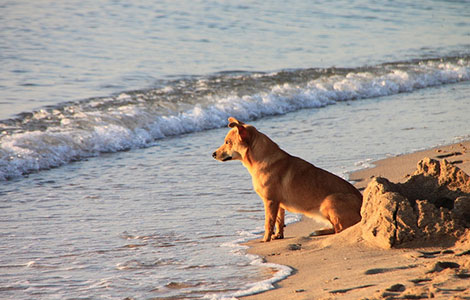 In spiaggia con i cani in Veneto