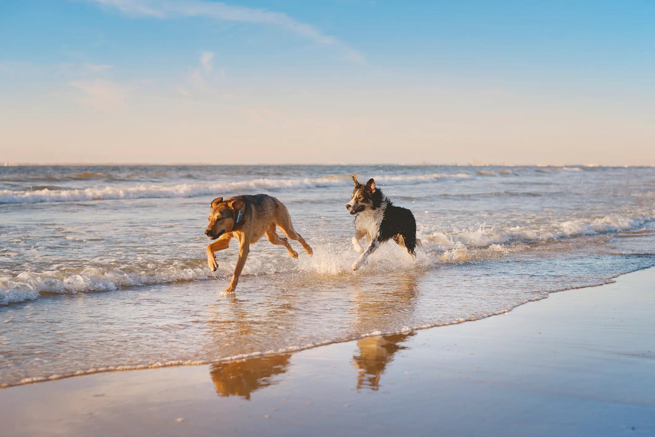 spiaggia per cani veneto