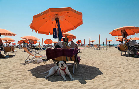 By the sea with man’s best friend