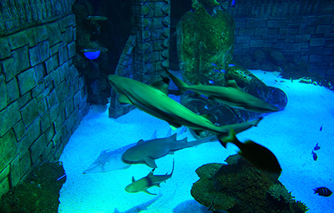 SeaLife, Jesolo Aquarium