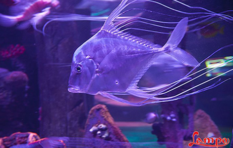 SeaLife, l’acquario di Jesolo