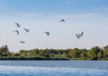 traghetto caorle vallevecchia bibione (4)