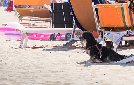 Le vacanze con l’amico a quattro zampe