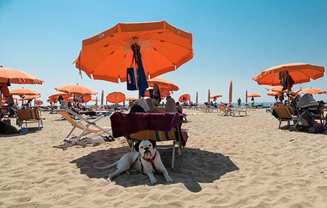 Ferien mit Ihren vierbeinigen Freund Lampo