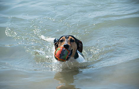 Holidays with your four-legged friends Lampo