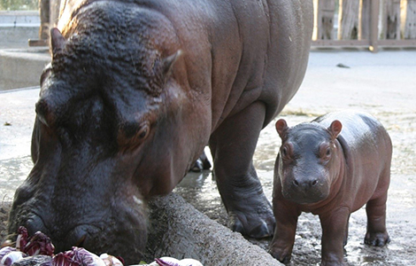 Una giornata al Parco Zoo Punta Verde