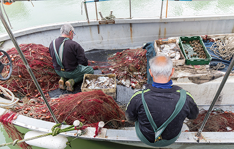 Caorle fish market Lampo