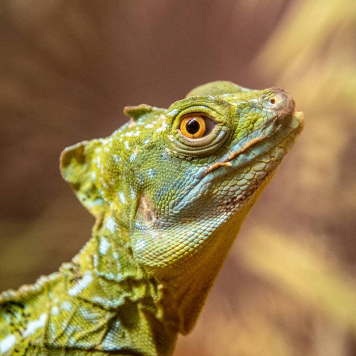 Aquarium & reptilarium a Jesolo