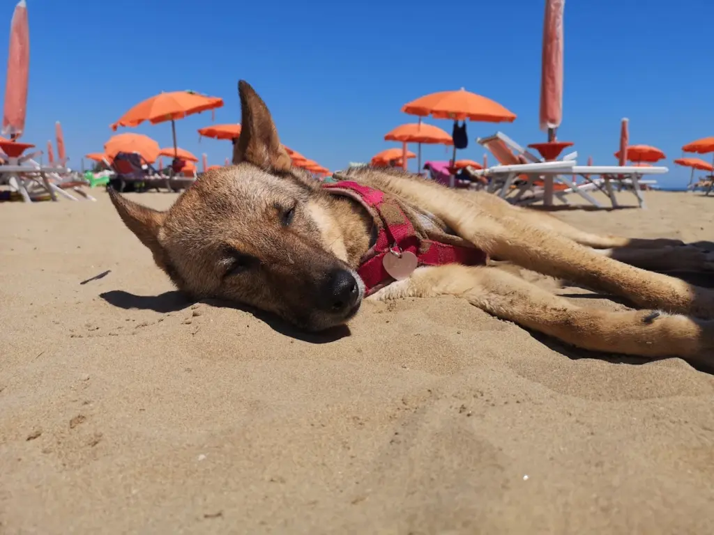 La Spiaggia di Pluto marina dog