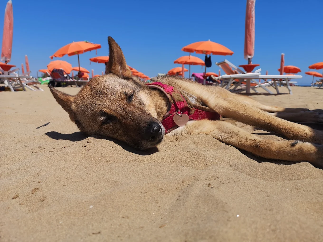 La Spiaggia di Pluto marina dog
