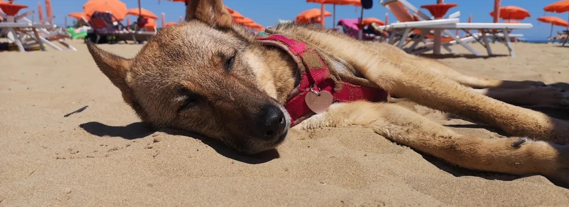 La Spiaggia di Pluto marina dog